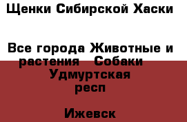 Щенки Сибирской Хаски - Все города Животные и растения » Собаки   . Удмуртская респ.,Ижевск г.